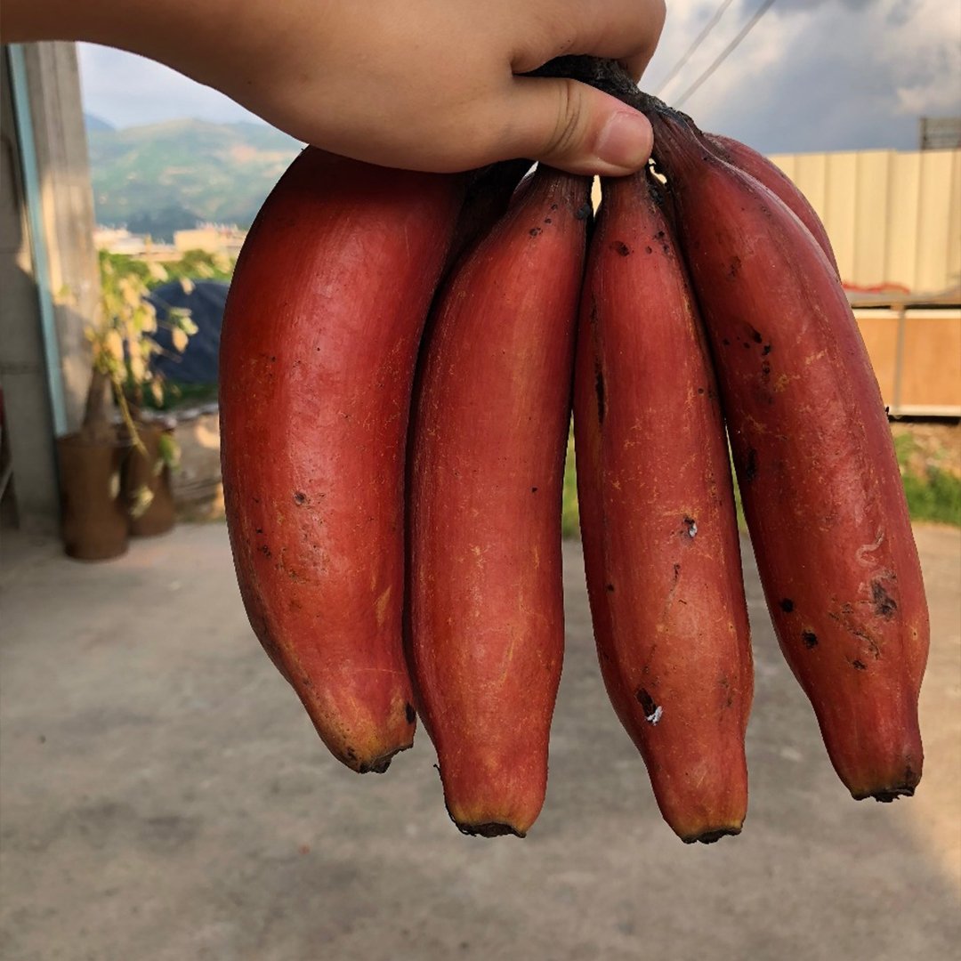 广西惊爆低价包邮其他蕉牛角蕉广东大香蕉酸甜大芭焦巴蕉非蕉粉蕉