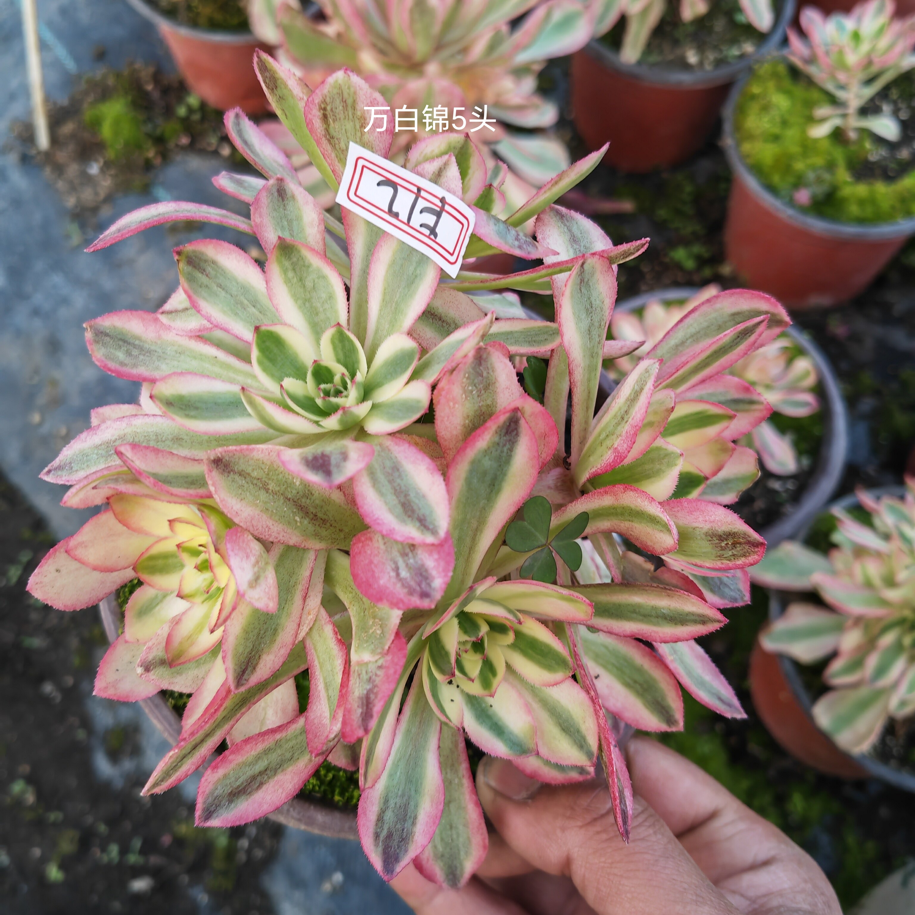 多肉法师缀化万圣节红颜美杜莎女巫黑铜玫瑰法师三仙一物一拍包邮