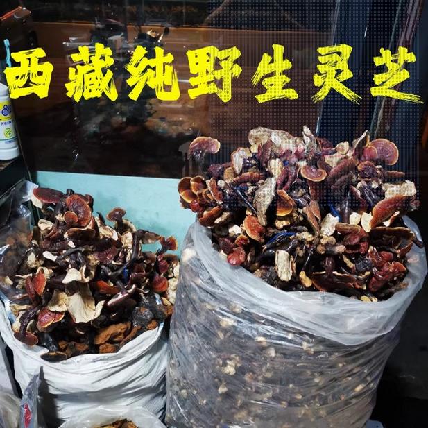 纯野生灵芝西藏正品干货林芝赤芝金边非孢子粉片装整枝100g克