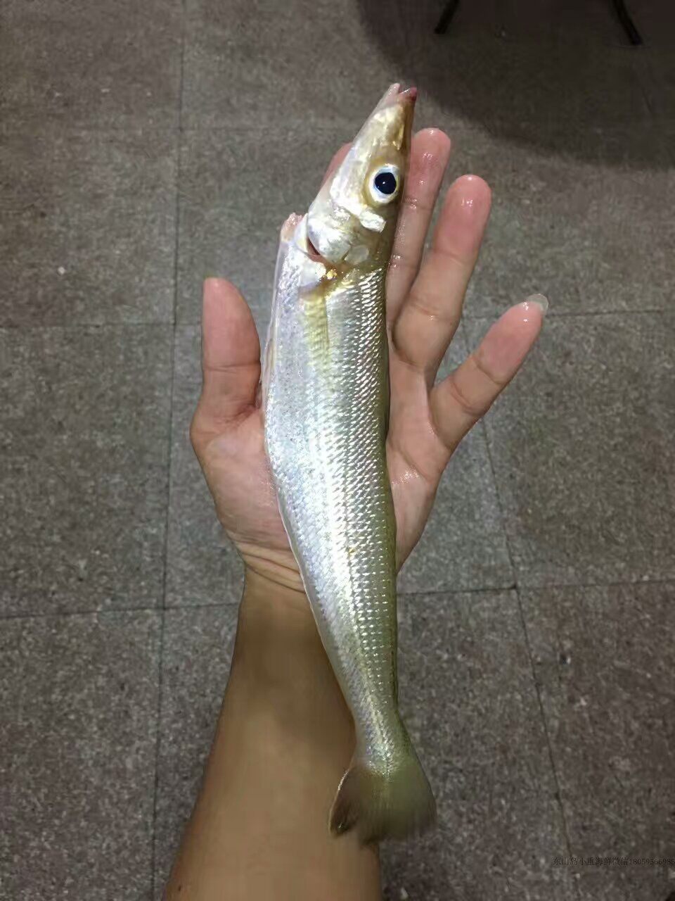 东山岛野生海钓金梭子鱼活冻沙尖鱼 5条6条一盒 250克 包邮