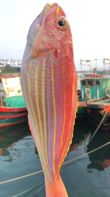 东山岛红杉鱼海鲜速冻优惠