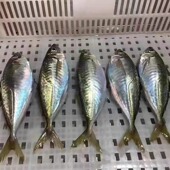 包邮 东山岛海鲜 土豪竹夹鱼活冻4份 去肚去腮400克2条 养殖巴浪鱼