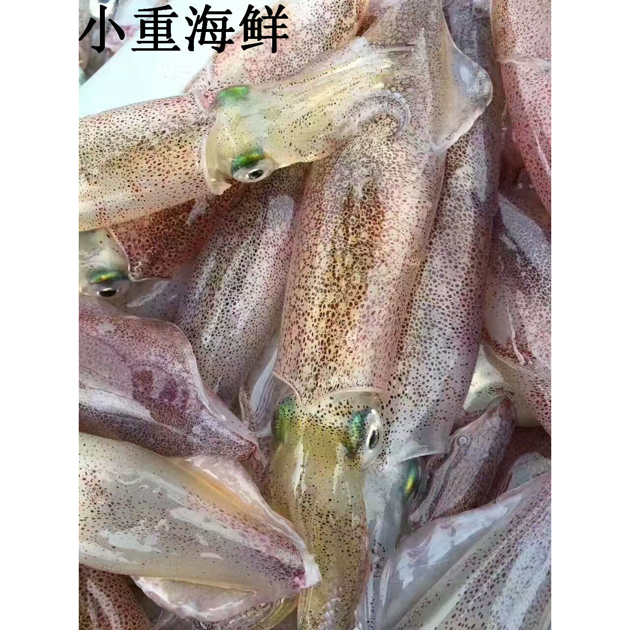 东山岛本港海鲜 小管 鱿鱼 灯照活冻鱿鱼 盒装 8-25个 小船夜捕