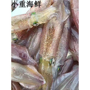 东山岛本港海鲜 小管 鱿鱼 灯照活冻鱿鱼 盒装 8-25个 小船夜捕