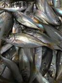 包邮 东山岛灯捕海鲜竹夹鱼10斤装 速冻巴浪鱼刺少鲜冻蓝圆鲹10斤装