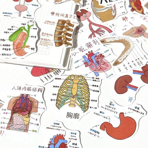医学解剖学图鉴贴纸笔记本电脑
