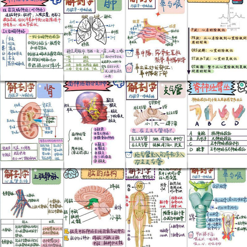 人体解剖医学贴纸128张笔记学习贴画行李箱笔记本电脑手帐手机diy,3C数码配件,笔记本个性小贴纸,淘宝优惠券,粉丝福利购,淘宝优惠卷