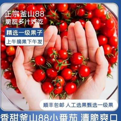顺丰青岛平度釜山88圣女果小番茄水果柿子纯甜爆汁新鲜西红柿口感