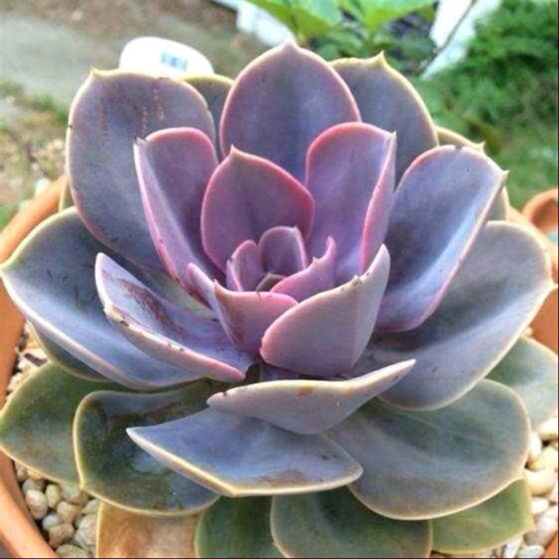 紫珍珠多肉防辐射组合盆栽绿植物新款肉肉新手好养活