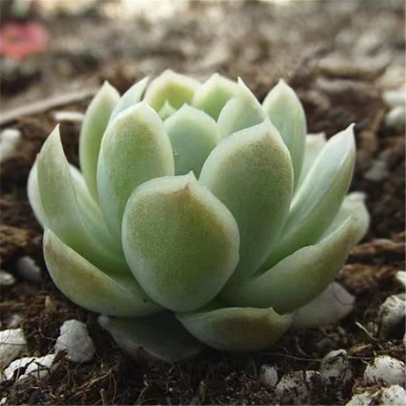 冰梅多肉植物组合盆栽韩货精品小贵货罕见品种办公室肉嘟嘟18包邮