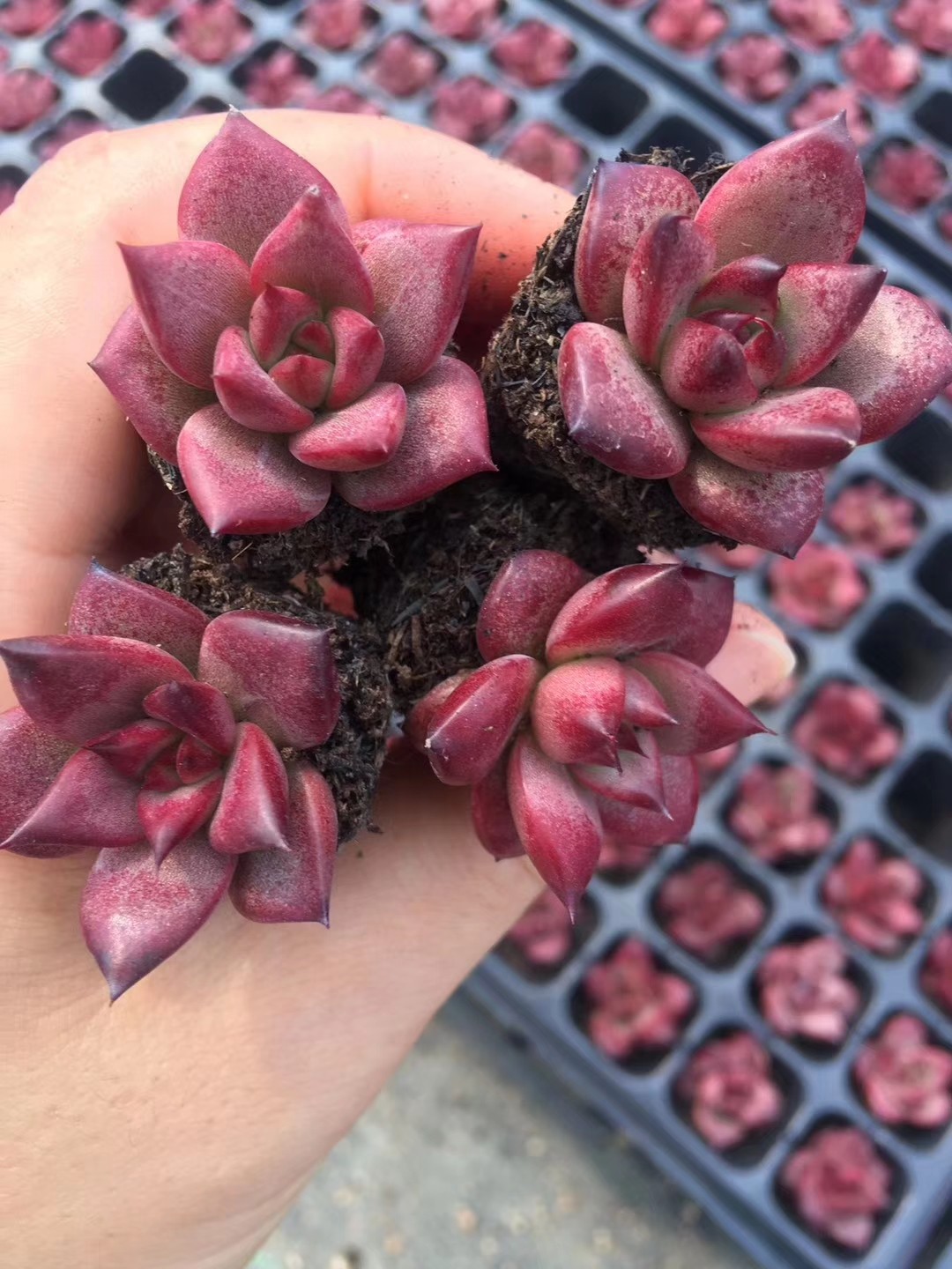 罗宾多肉东云系火焰红色血罗防辐射绿植实物拍摄多肉植物包邮