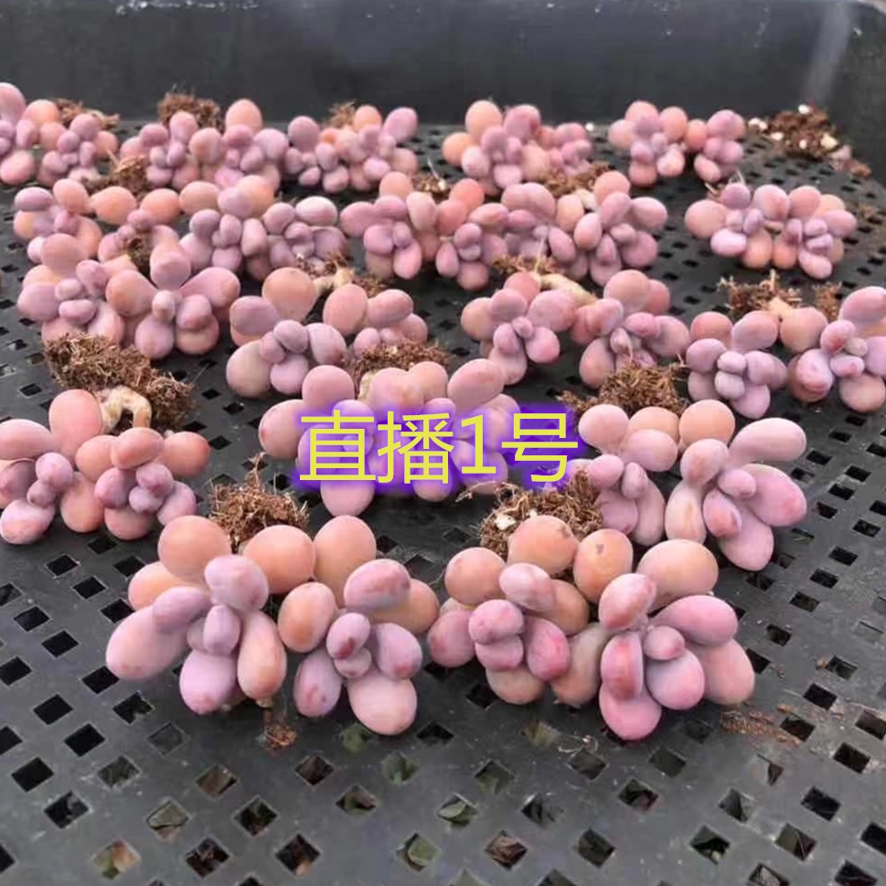 直播间庭院多肉植物好养