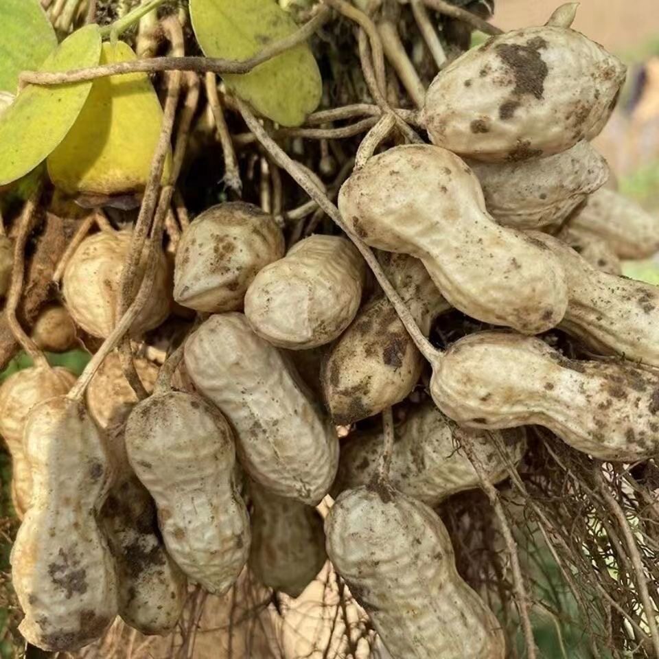 鲜新鲜花生带壳湿花生现挖现发应季生花生水煮花生粉皮鲜花生带泥