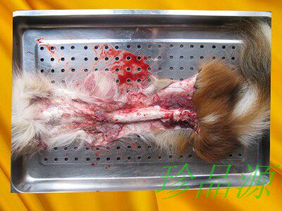 吉林梅花鹿鲜鹿鞭 成年种公鹿鹿鞭 六年以上梅花鹿鲜鹿鞭带尾巴