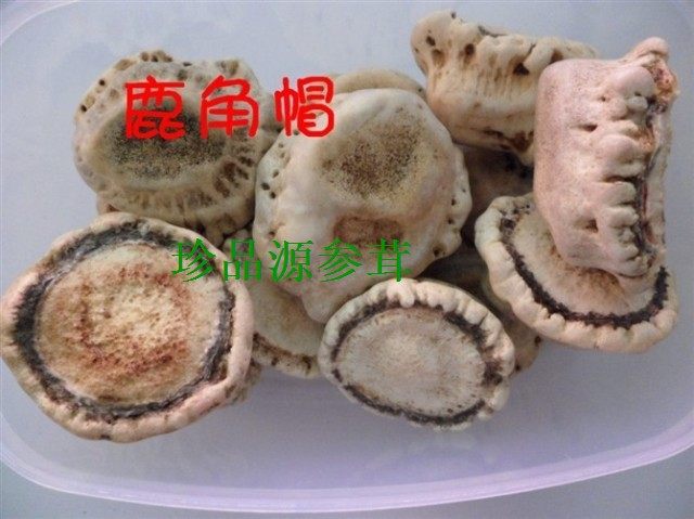 吉林鹿角冒鹿托盘整个梅花鹿