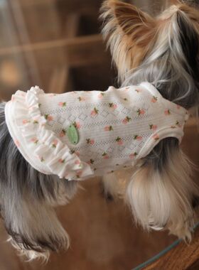 春秋狗狗宠物衣服保暖泰迪小型犬小狗比熊猫咪公主风纯棉透气背心