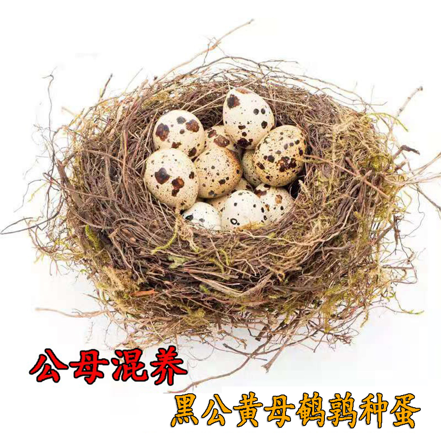 鹌鹑种蛋 可孵化普通小鹌鹑鸟蛋 纯种黑羽黄羽当天新鲜鹌鹑受精蛋,宠物/宠物食品及用品,鸟,淘宝优惠券,粉丝福利购,淘宝优惠卷