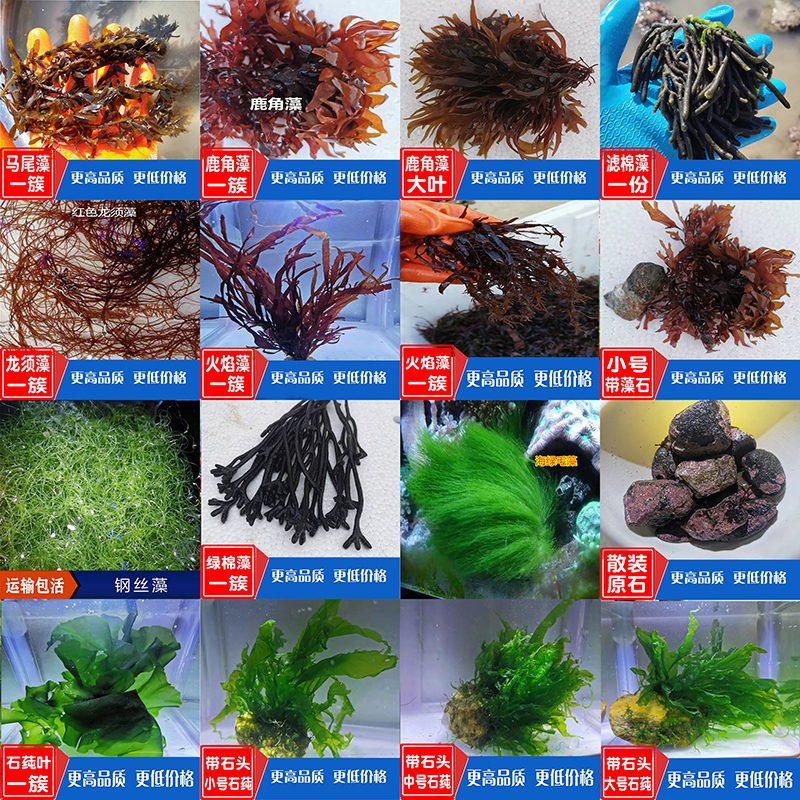 海水鱼缸海缸海草海藻水草火焰藻鹿角藻绿棉藻红海毛