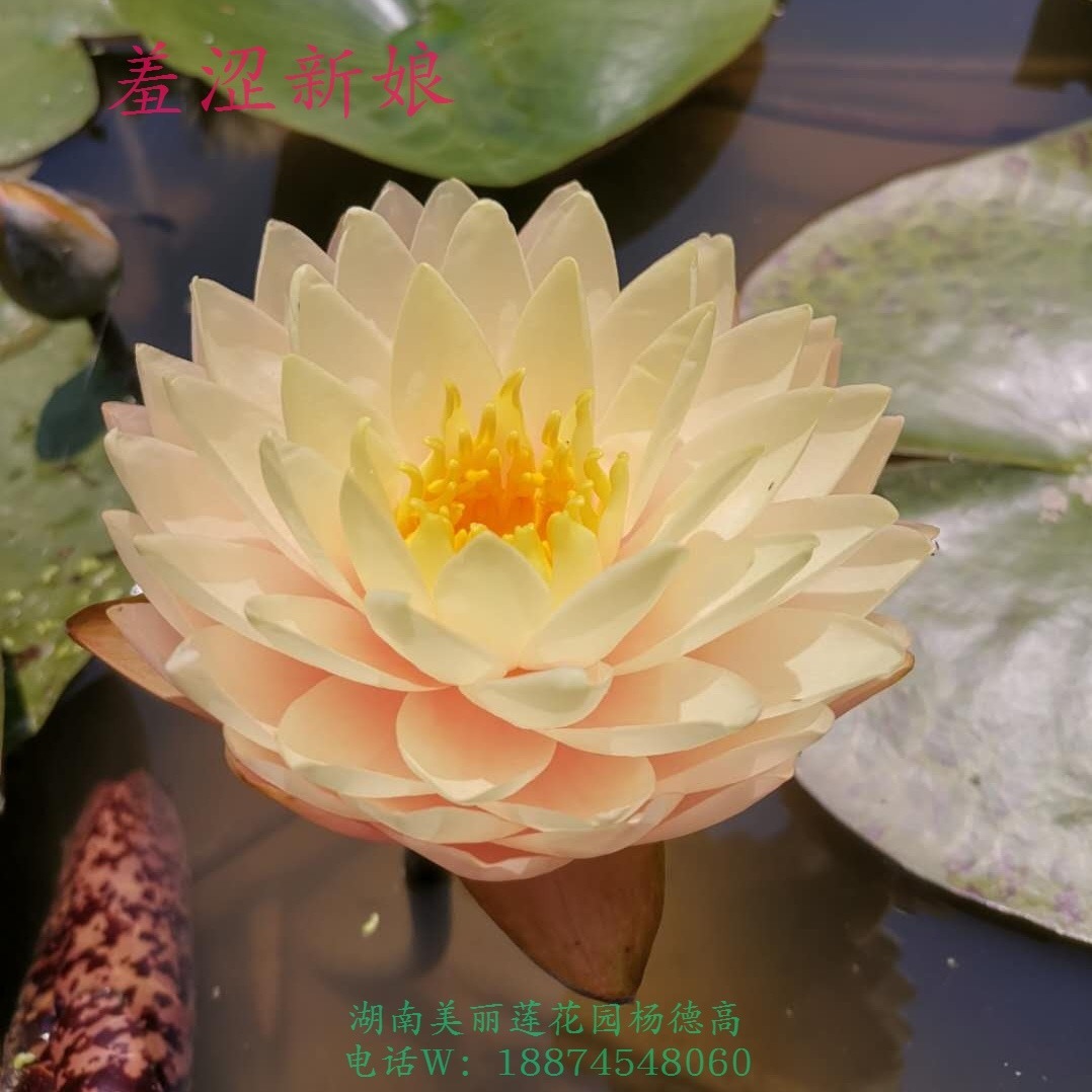 羞涩新娘 大型橙黄色重瓣耐寒睡莲品种庭院 湖南美丽莲花园杨德高