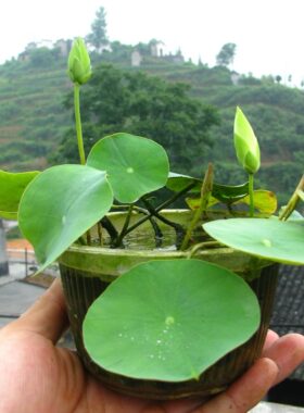 碧玉碗莲湖南美丽微型荷花