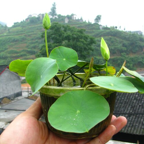 碧玉碗莲湖南美丽微型荷花