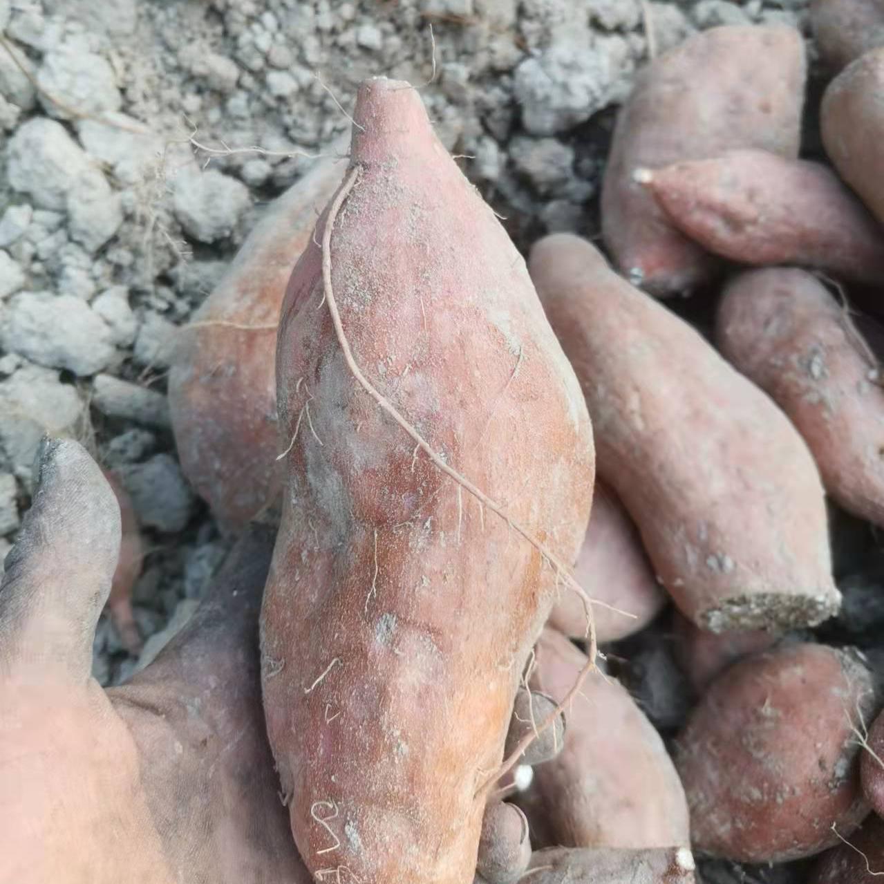 粉甜地瓜湖南红薯自然农法