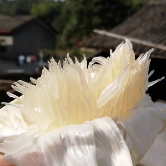 雪峰山冰糖柚 小苦柚白肉药柚果肉脆甜清苦袖珍小柚子九斤1箱包邮
