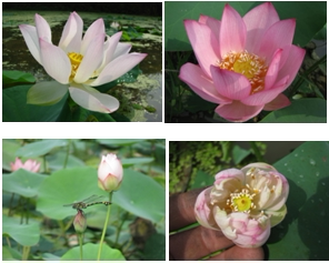 母本碗莲小型荷花种子  混色品种  五粒包邮  湖南美丽莲花园老杨