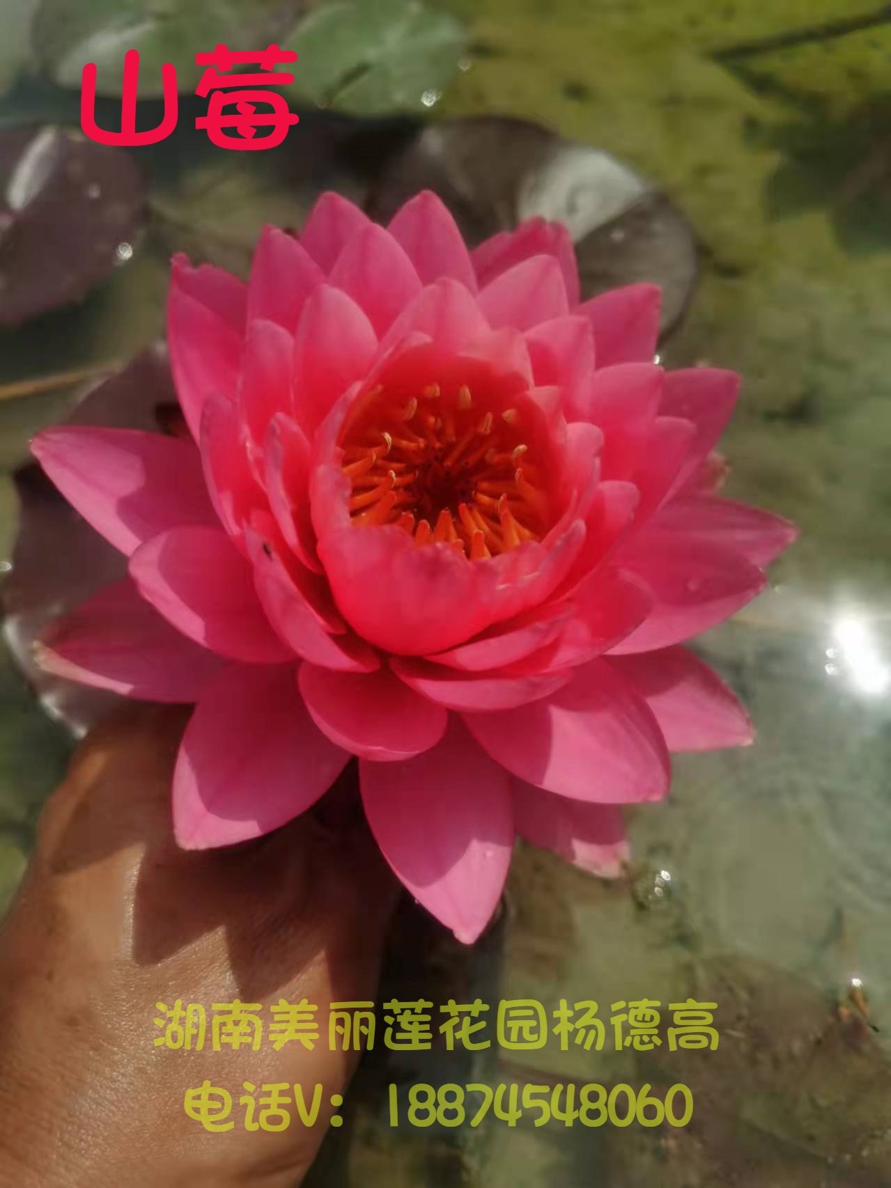 山莓  中大型耐寒睡莲种茎 缸种池栽  庭院 湖南美丽莲花园杨德高