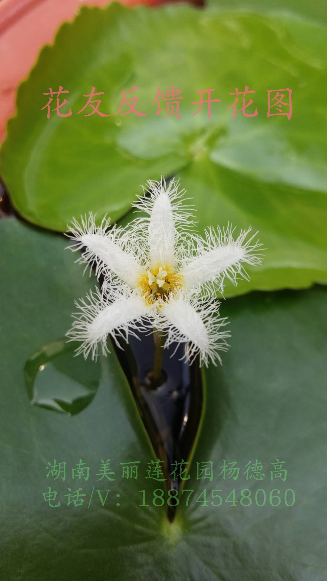一叶莲水皮莲根茎苗两株  观叶观花水生植物  湖南美丽莲花园老杨