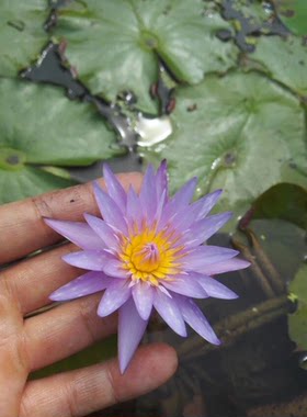 小花睡莲热带香水种茎观赏盆栽