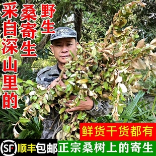 顺丰包邮南岭野生桑寄生正宗桑树上的广寄生养生泡酒茶干货中药材