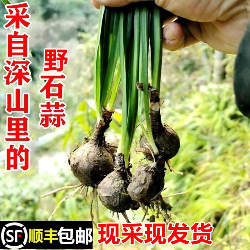 顺丰包邮南岭野石蒜老鸦蒜独蒜鬼蒜新鲜现采中药材彼岸花苗种球