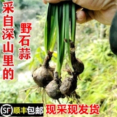顺丰 包邮 南岭野石蒜老鸦蒜独蒜鬼蒜新鲜现采中药材彼岸花苗种球