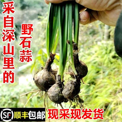 南岭野石蒜老鸦蒜独蒜顺丰包邮