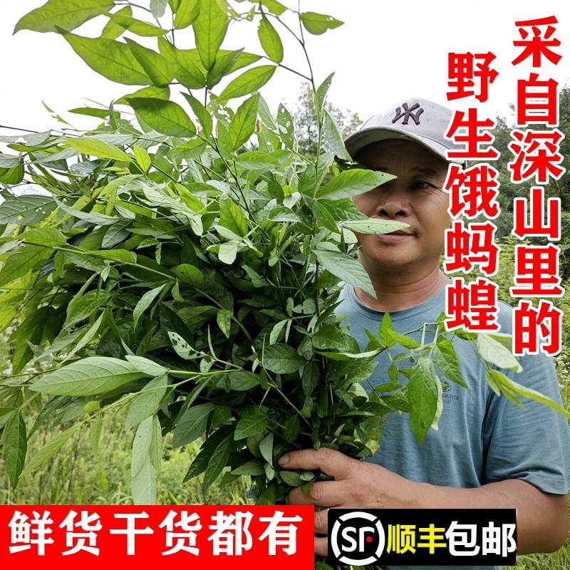 南岭野生饿蚂蟥新鲜山蚂蝗苗小槐花小儿疳积干货煲汤中药材发顺丰