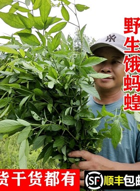 野生饿蚂蟥胃疼草疳积草顺丰包邮