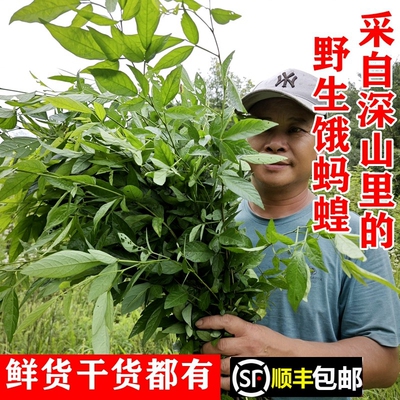 野生饿蚂蟥胃疼草疳积草顺丰包邮