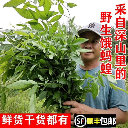 野生饿蚂蟥胃疼草疳积草顺丰包邮