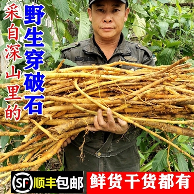 南岭野生穿破石人字草顺丰包邮