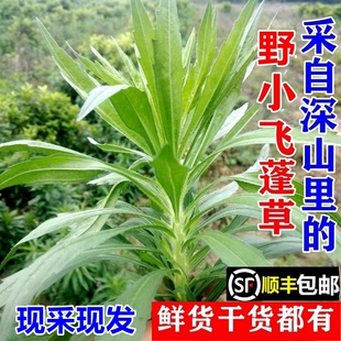 顺丰包邮南岭野生小飞蓬草白酒草苗新鲜嫩头祁州一枝蒿干货中药材