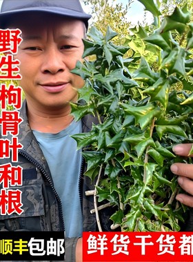 南岭野生老虎刺叶枸骨根顺丰包邮