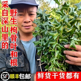 顺丰包邮南岭野生枸骨根新鲜八角刺叶老虎刺籽猫儿刺苗干货中药材