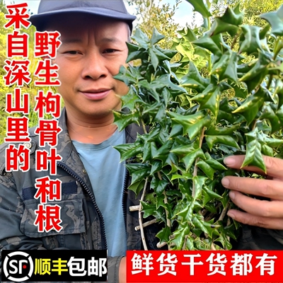 南岭野生老虎刺叶枸骨根顺丰包邮