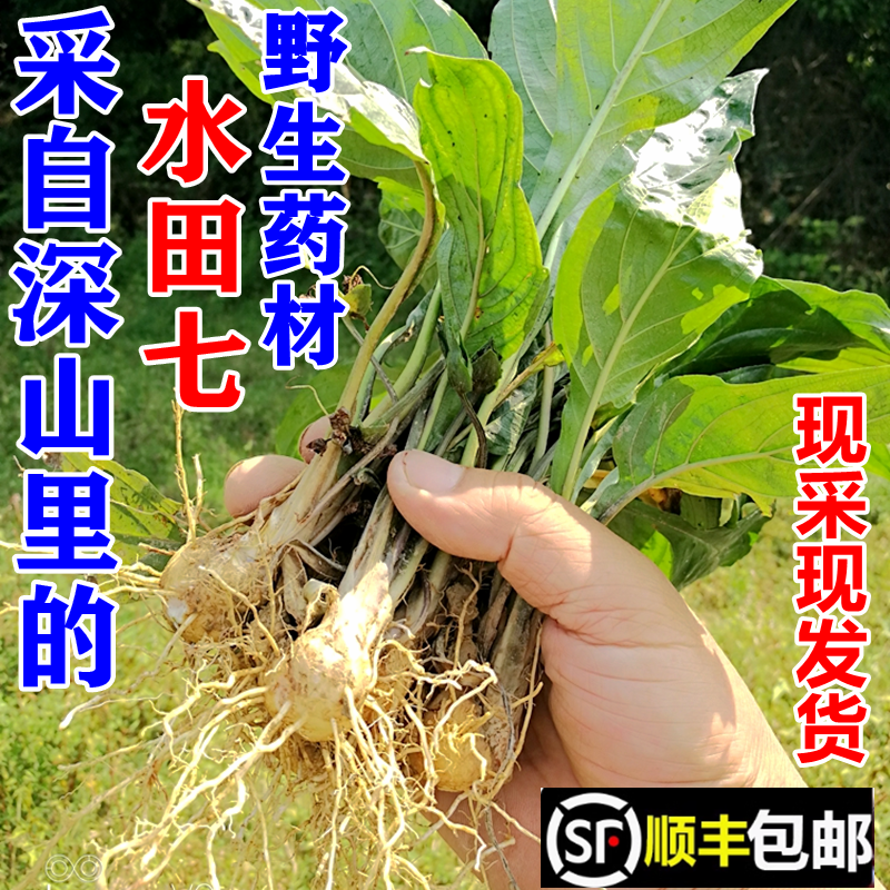 顺丰包邮南岭野生水田七新鲜屈头鸡根土三七苗水虾公天然中药材