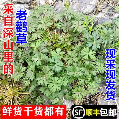 南岭野生老鹳草五叶草顺丰包邮