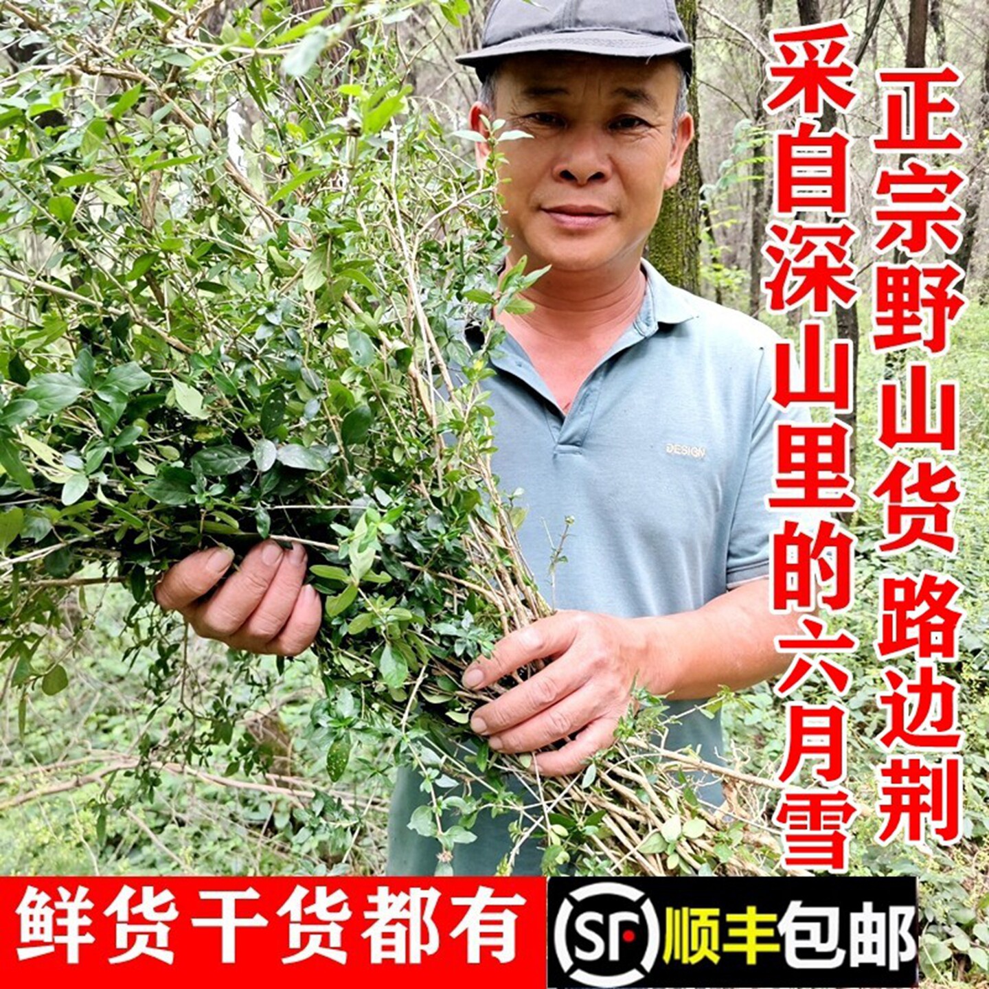 顺丰包邮新鲜野生路边荆六月雪苗白马骨根满天星干货煲汤中药材