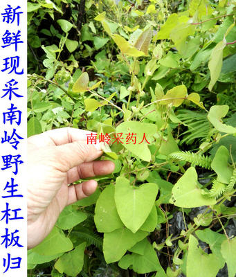 新鲜野生杠板归现采药材顺丰包邮