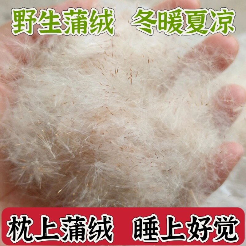 天然野生香蒲绒枕芯纯蒲绒毛腊枕头填充物蒲绒种子纯人工采摘芦花