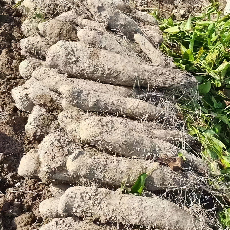 温州文成特产正宗软韧糯米山药新鲜蔬菜种植产地现挖现发量大从优